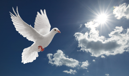 holy spirt dove